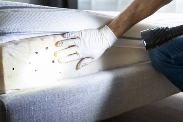 Best Exterminator Services  in Barker Heights, NC