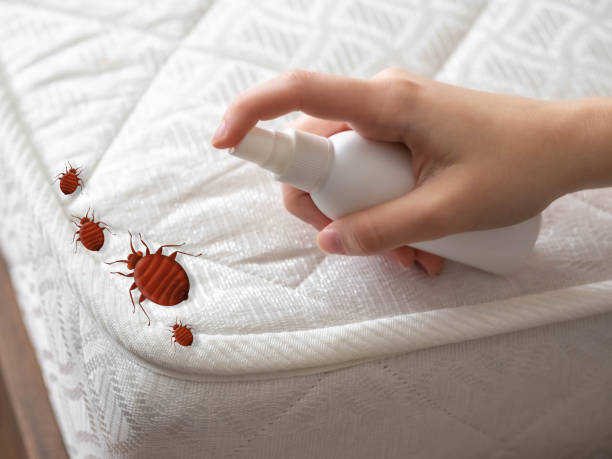 Best Emergency Pest Control  in Barker Heights, NC