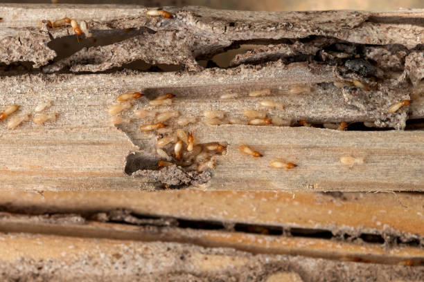 Best Rodent Control Near Me  in Barker Heights, NC